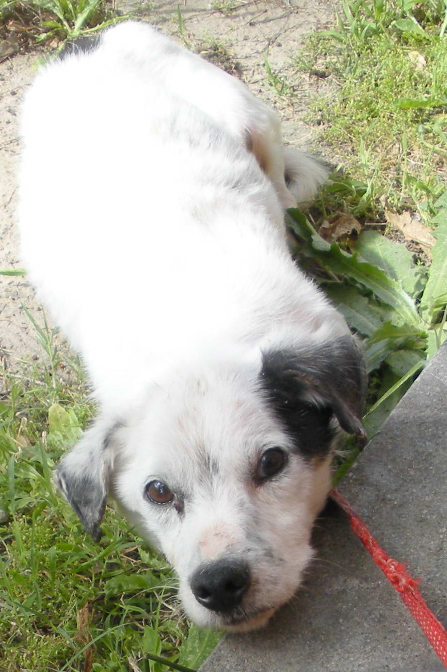 Viterbo invasa da feci di cane