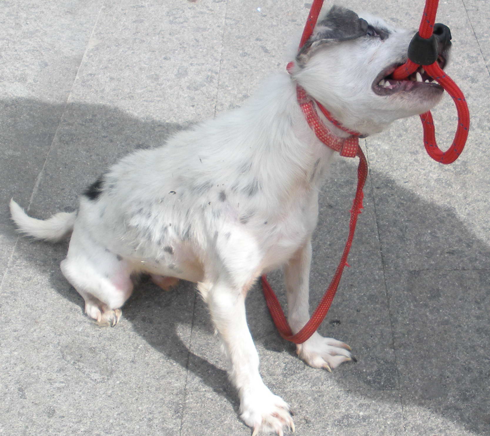 Viterbo invasa da feci di cane