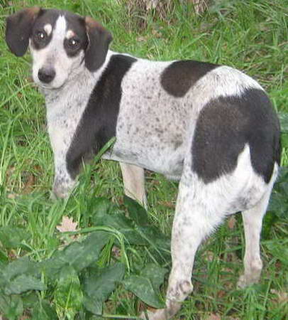 Cane Bianco Con Macchie Nere Maschio Fabrica Di Roma Animaliamiciviterbo